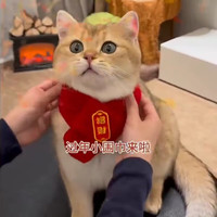 智宙 猫咪新年围巾宠物狗狗围脖喜庆饰品配饰红色冬天口水巾中小型犬