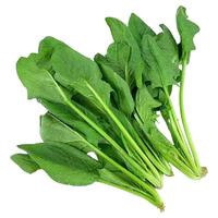皓谦 菠菜