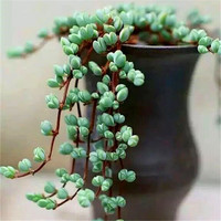 忆润蝶 满山红 多肉植物带盆绿植花卉盆栽贵货老桩群生玉树玉露仙人掌精品肉肉 毕玉莲10-15叶