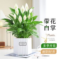 特级一帆风顺白掌盆栽室内植物四季常青好养净化空气绿植花卉红掌