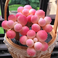 忆润蝶韩版汤圆奶酪多肉植物盆栽套餐办公室内萌肉创意绿植花卉 汤圆小苗2厘米【1颗】