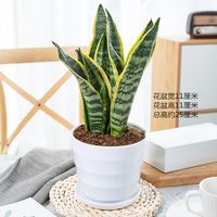 金边虎皮兰办公室内客厅易活植物绿植盆栽高脚矮脚虎尾兰好养花卉