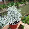 春沭芙蓉菊盆栽 雪艾银叶菊花苗 室外阳台庭院花园植物多年生耐寒耐冻 原土育苗杯包装 一盆