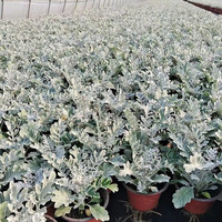 花友 银叶菊盆栽苗多年生银色系花镜冬季耐寒花卉观叶赛车手芙蓉菊Z 银叶菊 小盆1盆