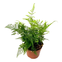 萌肉居狼尾蕨盆栽蕨类植物微景观室内喜阴绿植狼尾蕨原盆土源头直发 狼尾蕨简易盆