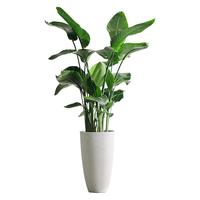 天堂鸟盆栽客厅办公室内大型绿植四季花卉大叶植物新房家用吸甲醛