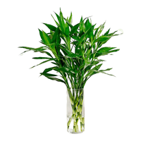 佳贺(JIAHE)富贵竹水培植物鸿运竹客厅招财竹子节节高鲜花绿植盆栽花卉室内花 【新店促销】富贵竹60-70cm 8支装