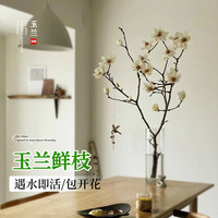 临雅 玉兰花水培植物鲜花室内水养鲜切枝插花白玉兰40-50cm2枝源头直发