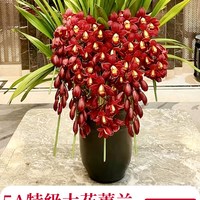 大花蕙兰带花苞盆栽年宵花兰花植物室内鲜花花卉客厅绿植耐寒惠兰