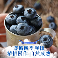云南当季蓝莓 特大果(20-24mm) 125g×12盒