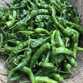 皓谦薄皮辣小皱皮辣椒新鲜螺丝椒特辣炒鸡辣子鸡辣椒农家种 1斤