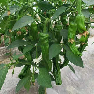 皓谦薄皮辣小皱皮辣椒新鲜螺丝椒特辣炒鸡辣子鸡辣椒农家种 1斤
