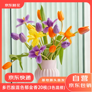 京东鲜花 跨晚同款-郁金香鲜花20枝多巴胺混色（三种颜色混搭）源头直发