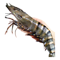 天纵良材巨型黑虎虾 活冻大虾老虎虾斑节虾对虾 海鲜礼盒 生鲜海虾 特大8-10只 1斤(净重)  16-18CM 1620大号【特大黑虎虾】 1斤(净重)  7-9只