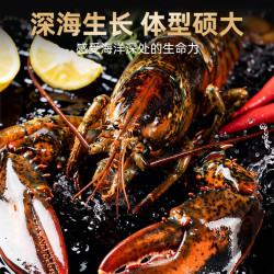 海仙津 波士顿龙虾 500-600g*2只 鲜活