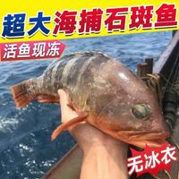 国产 野生深海石斑鱼 351g-501g/条 5条 冷冻