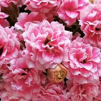  苗充充 重瓣四季开花 长寿花盆栽 加仑盆  稀有大盆安娜公主【花苞多多】