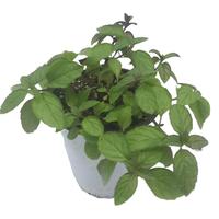 柠檬香蜂草可食用香草植物盆栽克拉香草柠檬薄荷食用泡水口感好