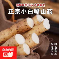 京喜加 新鲜河北正宗 小白嘴山药 500g 20cm-30cm/根