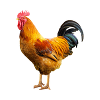 BOZAIJIA波仔家散养童子鸡土鸡小嫩鸡新鲜走地鸡整鸡 净重1.3斤源头直发 1只童子鸡 净重1.3斤