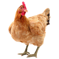 波仔家黑脚老母鸡散养500天土鸡整鸡生鲜 2斤*2只 共4斤 源头直发