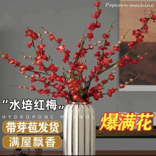 优跃 水培干枝梅花  40-50cm  20枝