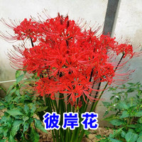 碧鼎喜阴花卉彼岸花种球石蒜种根花种子四季易种耐寒开花庭院盆栽室外 彼岸花种球 10个