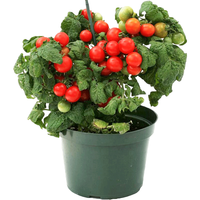 种菜记矮生盆栽番茄种子种籽苗阳台四季春季小西红柿红圣女果农家蔬菜孑 矮生红番茄种子50粒