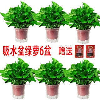 绿萝盆栽室内花卉绿植物长藤大叶盆四季常绿水培土养办公客厅绿箩