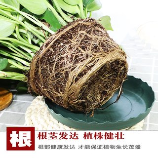 绿萝盆栽室内花卉绿植物长藤大叶盆四季常绿水培土养办公客厅绿箩