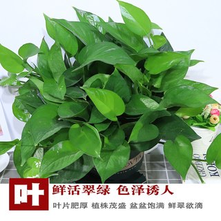 绿萝盆栽室内花卉绿植物长藤大叶盆四季常绿水培土养办公客厅绿箩