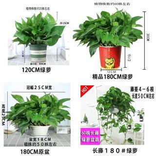 绿萝盆栽室内花卉绿植物长藤大叶盆四季常绿水培土养办公客厅绿箩