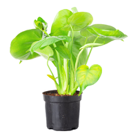 萌肉居龟背竹大叶盆栽植物四季常青桌面花卉绿植/龟背竹原盆源头直发