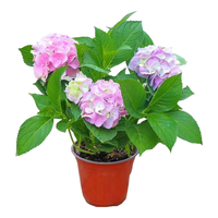 萌肉居绣球花苗庭院花八仙花盆栽大花无尽夏绣球原盆土源头直发