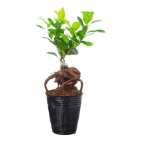 萌肉居榕树人参榕小叶榕造型盆景花卉绿植桌面盆栽/小榕树原盆源头直发 小榕树简易盆