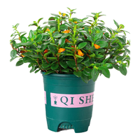 萌肉居金鱼花盆栽桌面绿植花卉吊兰阳台盆景植物金鱼花含加仑盆源头直发 金鱼花+加仑盆