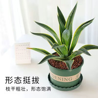 绿丝绦龙舌兰盆栽室内耐寒绿植花卉盆栽好养庭院造景四季常青兰花 龙舌兰+M16树脂盆+托盘