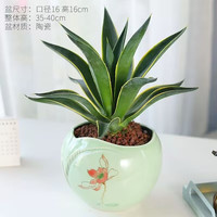 绿丝绦龙舌兰盆栽室内耐寒绿植花卉盆栽好养庭院造景四季常青兰花 龙舌兰+淡青莲花盆