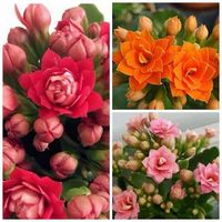 【带花苞】长寿花 长寿花盆栽 四季开花桌摆盆栽花卉绿植
