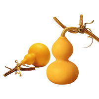 北蔬春夏季蔬菜种子大全农科院秋季播种种菜籽阳台秋播 草里金葫芦 10粒/袋【小葫芦】