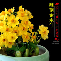 黎昕【金水仙 雕刻好】漳州水仙花种球带花苞水培植物室内桌面年宵花 【黄金水仙刻好】4-6花苞2个 其他