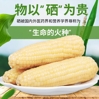 露茵 露茵富硒白糯玉米8棒新鲜真空非转基因食材生鲜粘黏玉米非东北