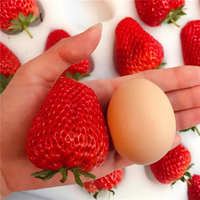 酷果汇 红颜99草莓 净重1.5斤 单果25-40克 甄选草莓