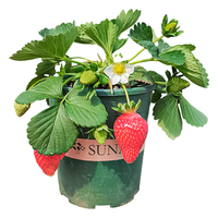 临雅特级草莓新苗盆栽带盆带土可结果丹东红颜奶油草莓苗阳台盆栽 普通苗【甜查理】草莓2盆+肥料