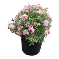 海蒂的花园超微月季花卉盆栽灌木微型月季小苗阳台庭院植物