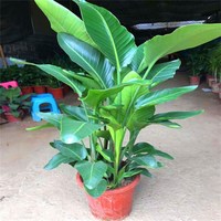 天堂鸟盆栽客厅办公室内好养大型花卉绿植新房家用大叶植物