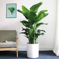 天堂鸟盆栽客厅办公室内好养大型花卉绿植新房家用大叶植物