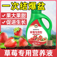 临雅特级草莓新苗盆栽带盆带土可结果丹东红颜奶油草莓苗阳台盆栽 【营养液】草莓500ml*1瓶