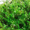 青苔藓鲜活苔藓微景观植物盆景盆栽水陆缸假山草造景材料白发藓短绒青苔- 匍灯藓(15*8cm) 2盒