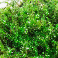 青苔藓鲜活苔藓微景观植物盆景盆栽水陆缸假山草造景材料白发藓短绒青苔- 匍灯藓(15*8cm) 2盒